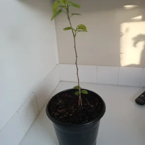 Red Mulberry Tree - Morus rubra Plant - Fruit Tree - 1 Gallon Pot - 12-18 Inches