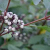Red Osier Dogwood Shrub - Cornus Sericea - Year-Round Color - Full Sun Plant - All Soil Tolerant - NOT SHIP AK, HI