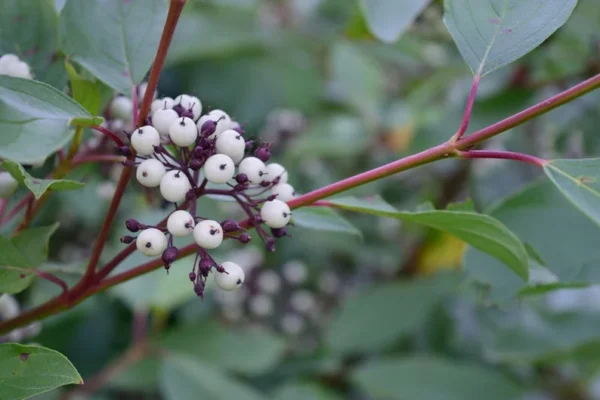 Red Osier Dogwood Shrub - Cornus Sericea - Year-Round Color - Full Sun Plant - All Soil Tolerant - NOT SHIP AK, HI