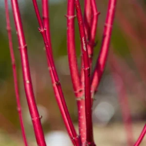 Red Osier Dogwood Shrub - Cornus Sericea - Year-Round Color - Full Sun Plant - All Soil Tolerant - NOT SHIP AK, HI