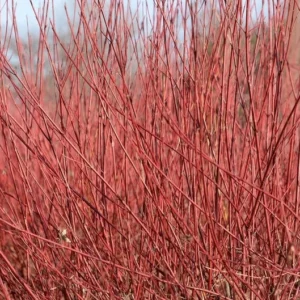 Red Osier Dogwood Shrub - Cornus Sericea - Year-Round Color - Full Sun Plant - All Soil Tolerant - NOT SHIP AK, HI
