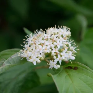 Red Osier Dogwood Shrub - Cornus Sericea - Year-Round Color - Full Sun Plant - All Soil Tolerant - NOT SHIP AK, HI