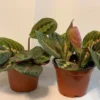 Red Prayer Plant - 2 Pack - 3.5 Inch Potted Marantha Plant