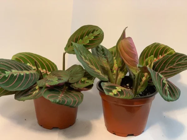 Red Prayer Plant - 2 Pack - 3.5 Inch Potted Marantha Plant