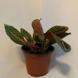 Red Prayer Plant - 2 Pack - 3.5 Inch Potted Marantha Plant