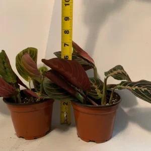 Red Prayer Plant - 2 Pack - 3.5 Inch Potted Marantha Plant