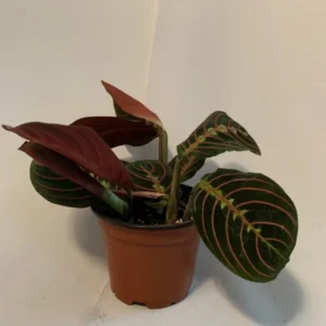Red Prayer Plant - 2 Pack - 3.5 Inch Potted Marantha Plant