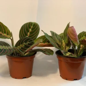 Red Prayer Plant - 2 Pack - 3.5 Inch Potted Marantha Plant