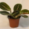 Red Prayer Plant - 2 Pack - 3.5 Inch Potted Marantha Plant
