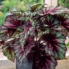 Rex Begonia Plants - Houseplant - Colorful Foliage Indoor Plant