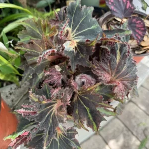 Rex Begonia Plants - Houseplant - Colorful Foliage Indoor Plant