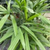 Rhapis Excelsa Palm - Medium 3 Feet Tall - Indoor Palm Tree