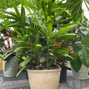 Rhapis Excelsa Palm - Medium 3 Feet Tall - Indoor Palm Tree