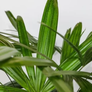 Rhapis Excelsa Palm - Medium 3 Feet Tall - Indoor Palm Tree