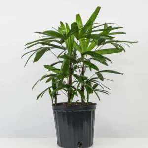 Rhapis Excelsa Palm - Medium 3 Feet Tall - Indoor Palm Tree