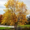 River Birch Tree 3-Pack - Copper Birch - Fast Growing Shade Tree - Betula Nigra - NOT SHIP AK, HI
