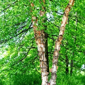 River Birch Tree 3-Pack - Copper Birch - Fast Growing Shade Tree - Betula Nigra - NOT SHIP AK, HI