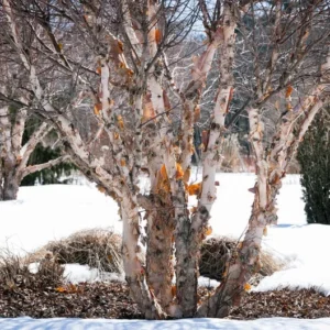 River Birch Tree 3-Pack - Copper Birch - Fast Growing Shade Tree - Betula Nigra - NOT SHIP AK, HI