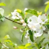 Roselow Sargent Crabapple Tree - Ornamental Small Deciduous Tree - White Flowers