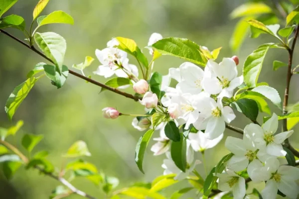 Roselow Sargent Crabapple Tree - Ornamental Small Deciduous Tree - White Flowers