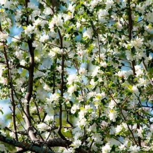 Roselow Sargent Crabapple Tree - Ornamental Small Deciduous Tree - White Flowers