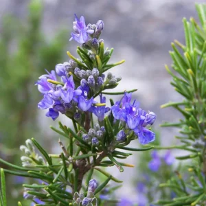 Rosemary Tuscan Blue - 2 Inch Plants - 24 Pack Herb