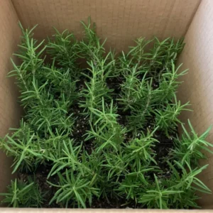 Rosemary Tuscan Blue - 2 Inch Plants - 24 Pack Herb