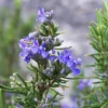 Rosemary Tuscan Blue Plant Bundle - 15 x 2 Inch Upright Herb