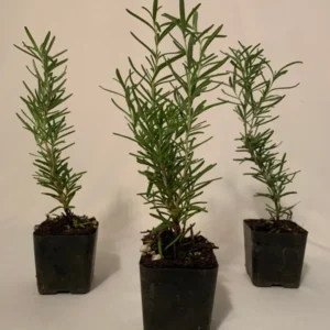 Rosemary Tuscan Blue Plant Bundle - 15 x 2 Inch Upright Herb