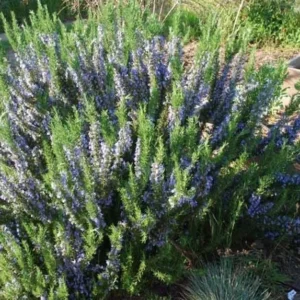 Rosemary Tuscan Blue Plant Bundle - 15 x 2 Inch Upright Herb