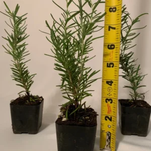 Rosemary Tuscan Blue Plant Bundle - 15 x 2 Inch Upright Herb