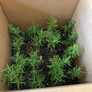 Rosemary Tuscan Blue Plant Bundle - 15 x 2 Inch Upright Herb