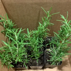 Rosemary Tuscan Blue Plants - 6 Pack of 2-inch Herbs