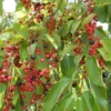 Rum Cherry Tree - Wild Black Cherry Prunus Serotina - 18 to 24 inch Seedling - NOT SHIP AK, CA, HI