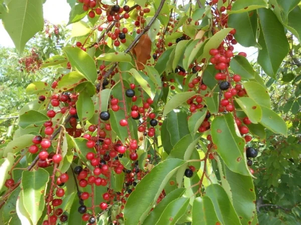 Rum Cherry Tree - Wild Black Cherry Prunus Serotina - 18 to 24 inch Seedling - NOT SHIP AK, CA, HI