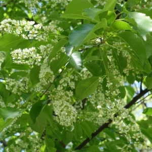 Rum Cherry Tree - Wild Black Cherry Prunus Serotina - 18 to 24 inch Seedling - NOT SHIP AK, CA, HI