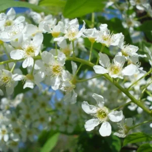 Rum Cherry Tree - Wild Black Cherry Prunus Serotina - 18 to 24 inch Seedling - NOT SHIP AK, CA, HI