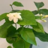 Sambac Jasmine Plant 2 inch Pot - 9 Pack - Live Aromatic Flowers