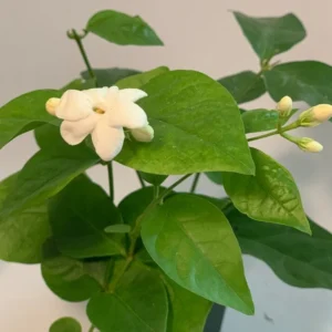 Sambac Jasmine Plant 2 inch Pot - 9 Pack - Live Aromatic Flowers