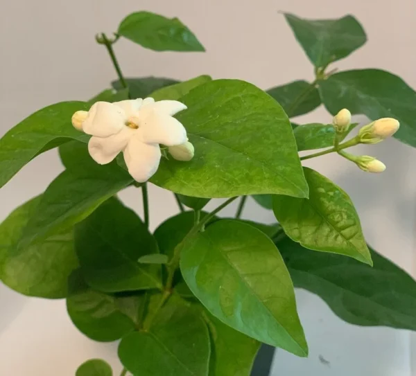 Sambac Jasmine Plant 2 inch Pot - 9 Pack - Live Aromatic Flowers