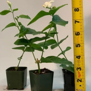 Sambac Jasmine Plant 2 inch Pot - 9 Pack - Live Aromatic Flowers