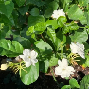 Sambac Jasmine Plant 2 inch Pot - 9 Pack - Live Aromatic Flowers