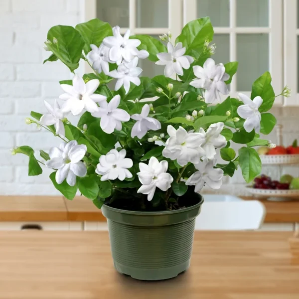 Sambac Jasmine Plant 6-Pack - 2 inch Potted Live Jasmine Plants