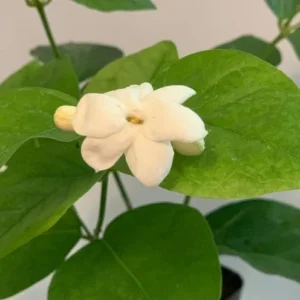 Sambac Jasmine Plant 6-Pack - 2 inch Potted Live Jasmine Plants
