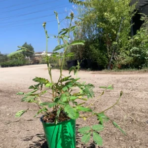 Sensitive Plant Mimosa Pudica Live Plant 4