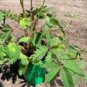 Sensitive Plant Mimosa Pudica Live Plant 4" Pot - Touch Me Not
