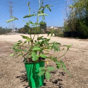 Sensitive Plant Mimosa Pudica Live Plant 4