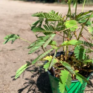Sensitive Plant Mimosa Pudica Live Plant 4