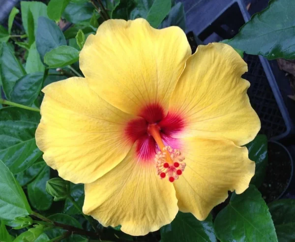 Set 2 Hawaiian Yellow Hibiscus - 3-5 Inc Tall - Tropical Plant Start - Vibrant Yellow