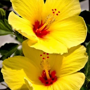 Set 2 Hawaiian Yellow Hibiscus - 3-5 Inc Tall - Tropical Plant Start - Vibrant Yellow